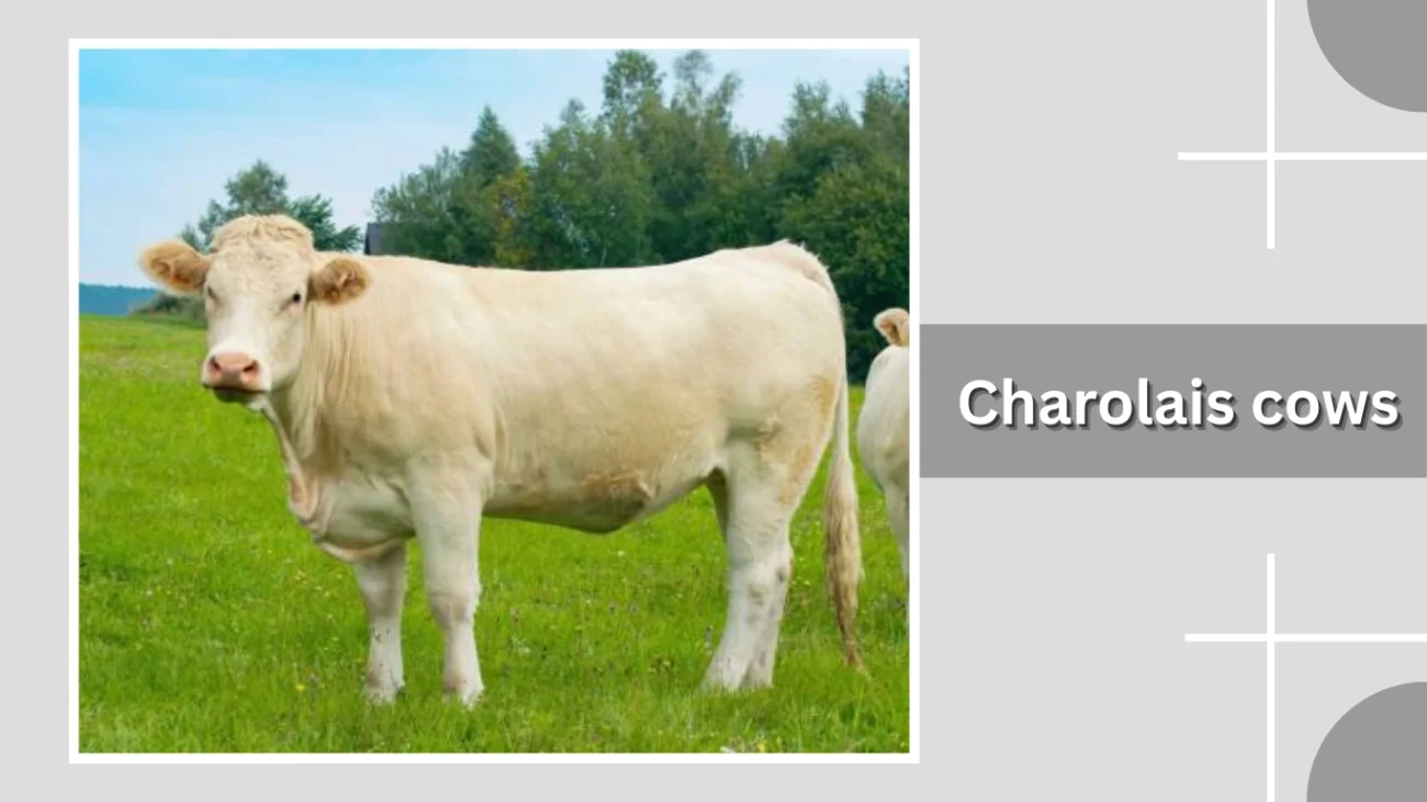 Charolais cows