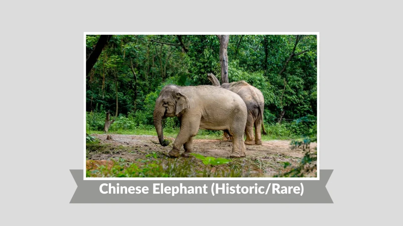 Chinese Elephant (HistoricRare)