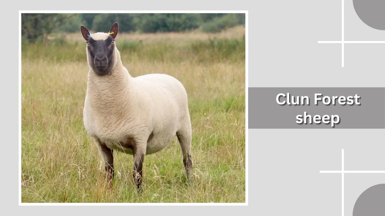 Clun Forest sheep