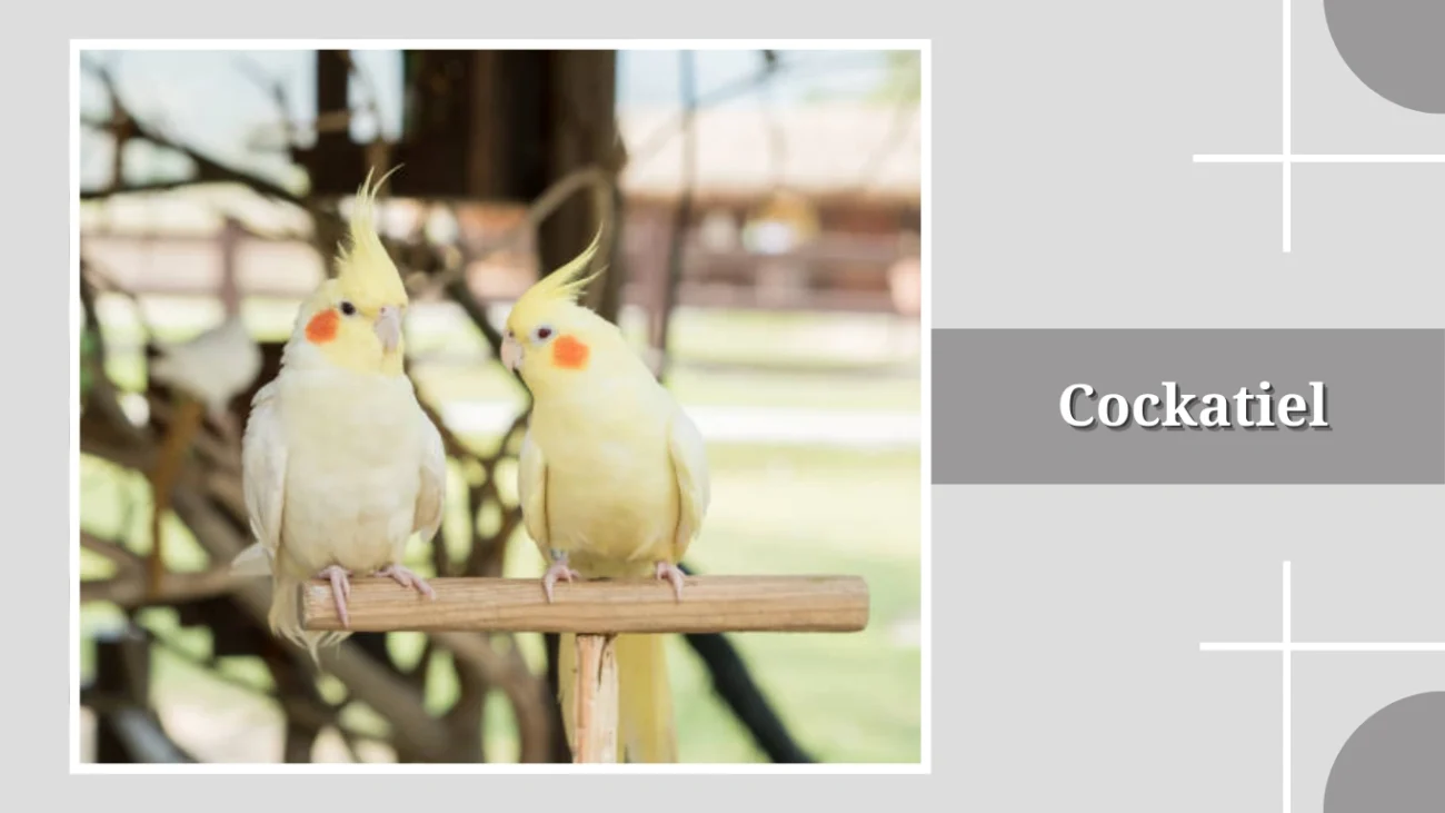 Cockatiel
