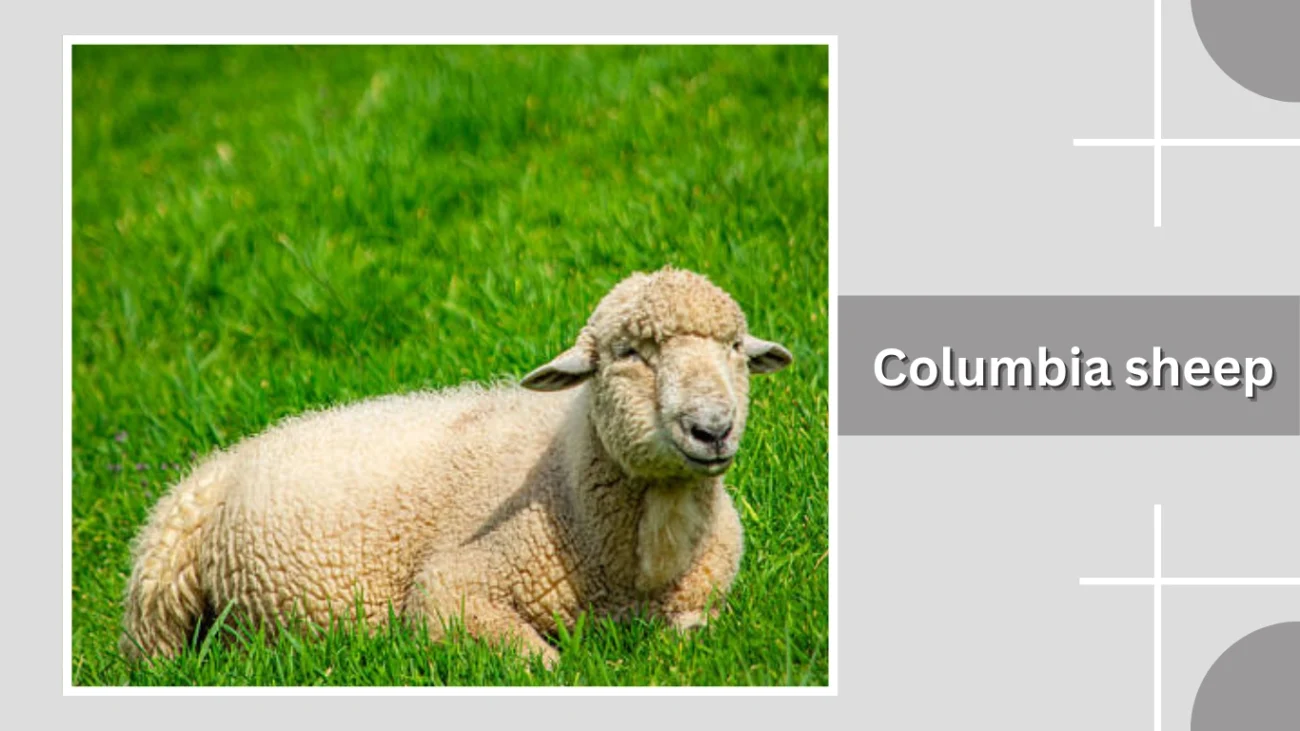 Columbia sheep
