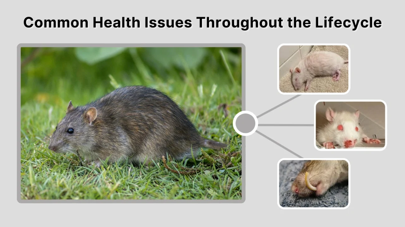 Common Health Issues Throughout the Lifecycle