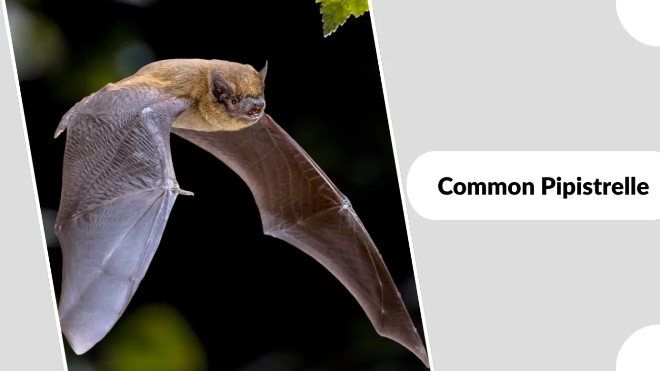 Common Pipistrelle