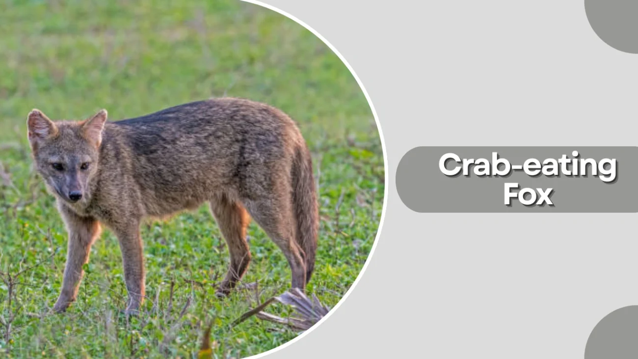 Crab-eating Fox