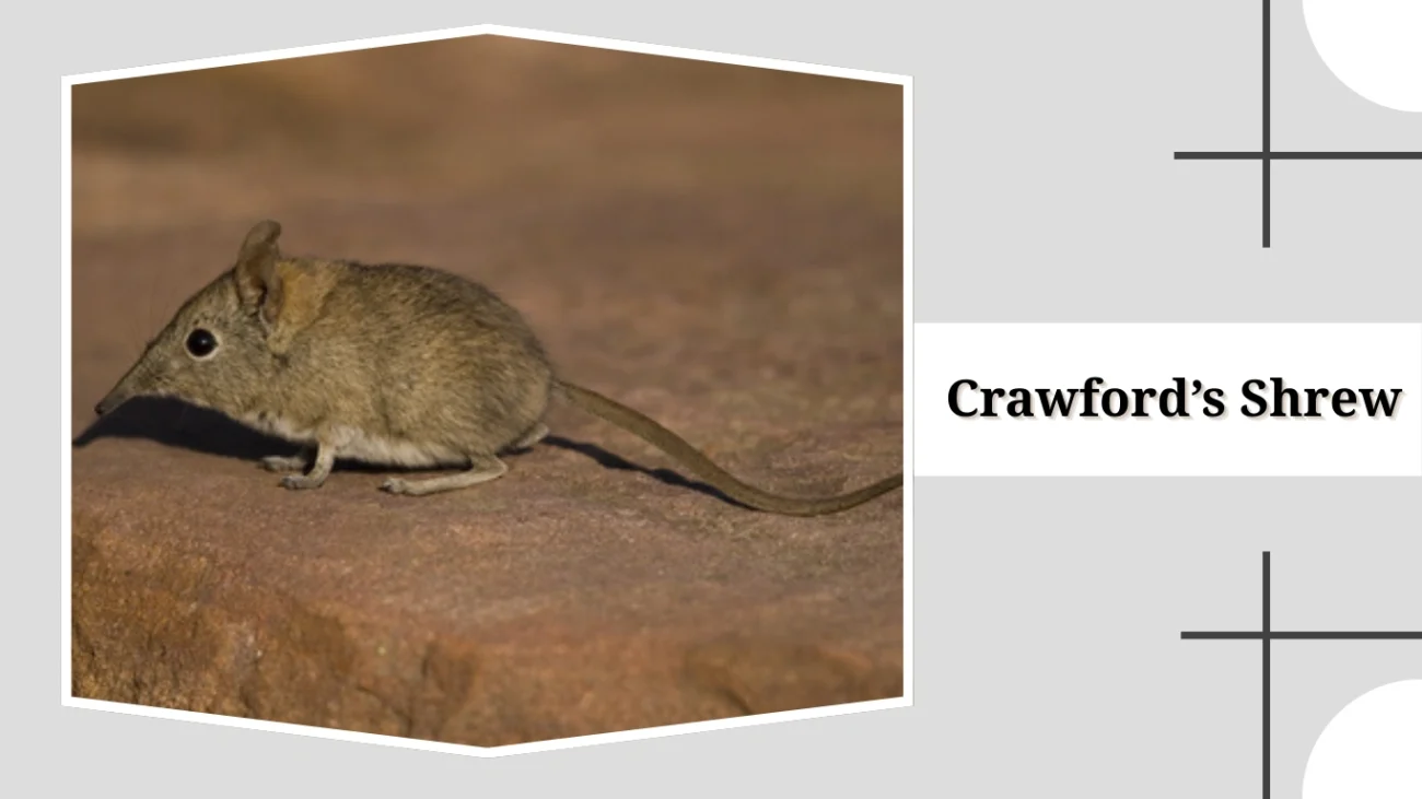 Crawford’s Shrew