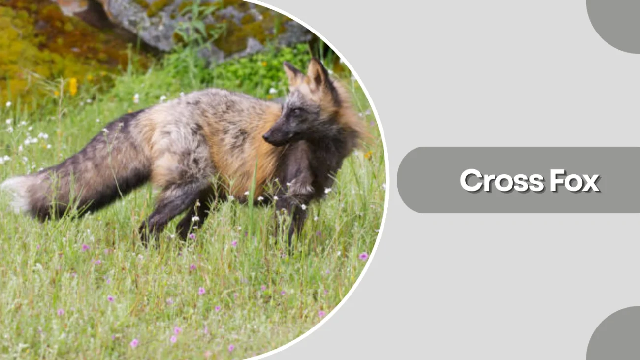 Cross Fox