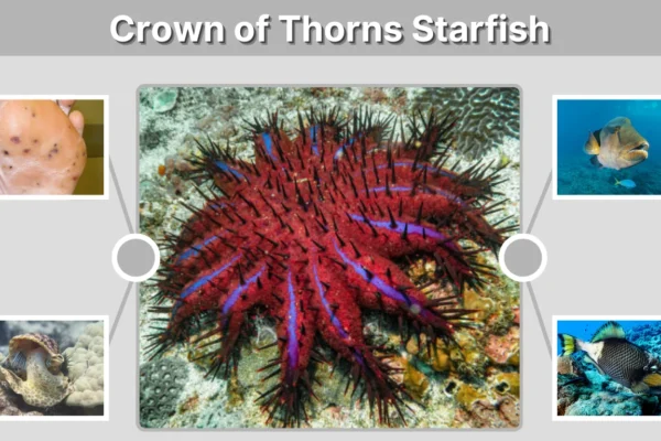 Crown of Thorns Starfish Diet, Dangers, Identification & Facts