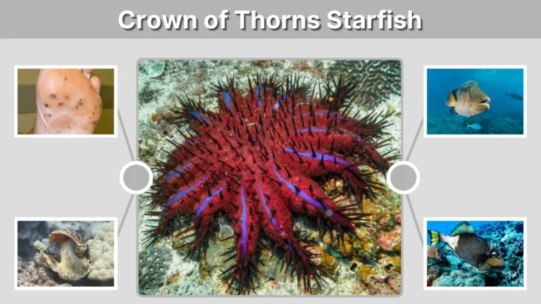 Crown of Thorns Starfish: Diet, Dangers, Identification & Facts