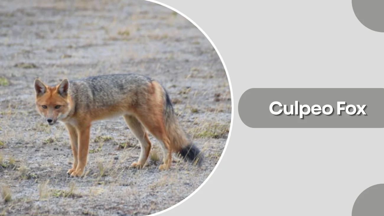 Culpeo Fox