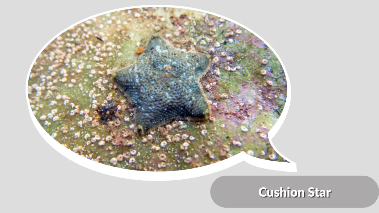 Cushion Star