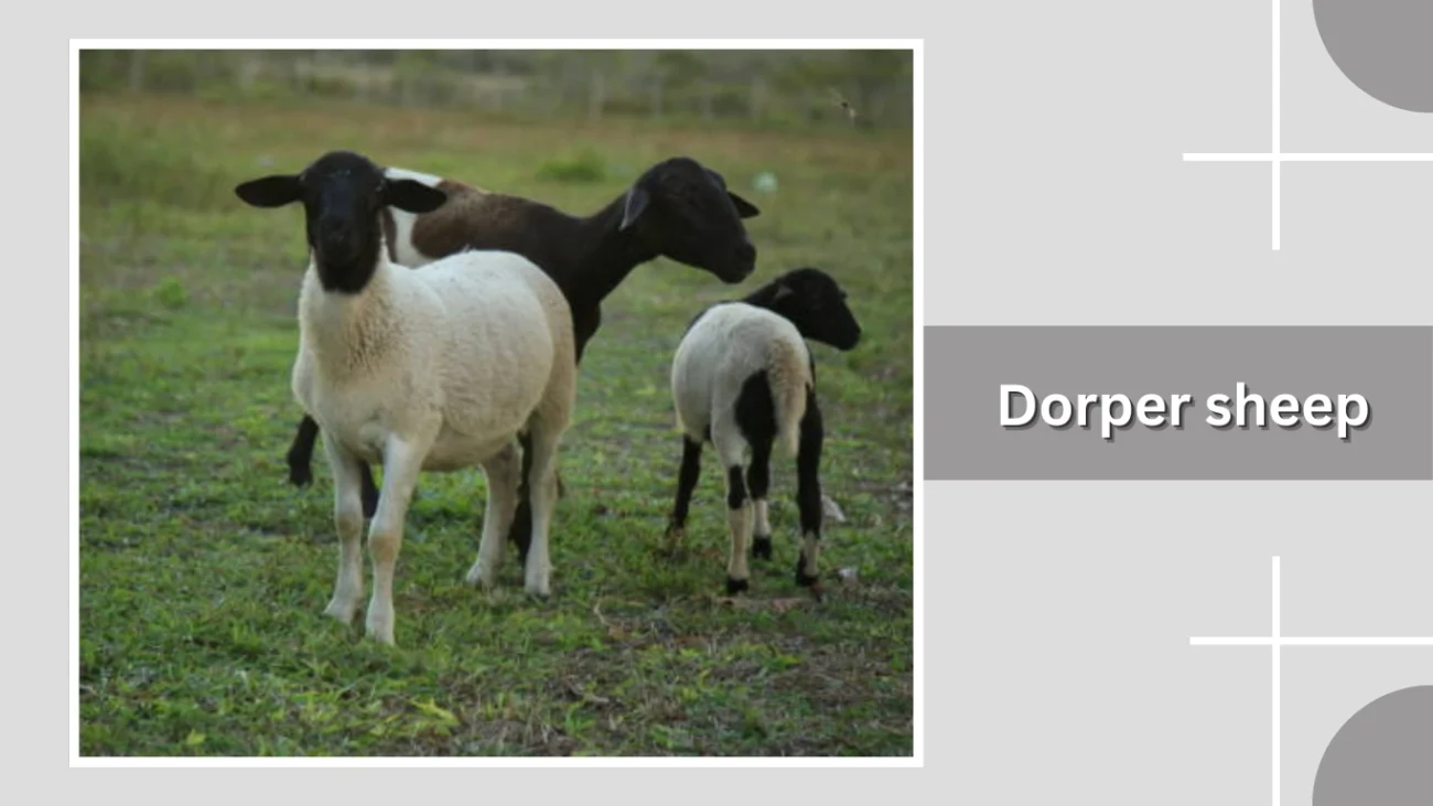 Dorper sheep