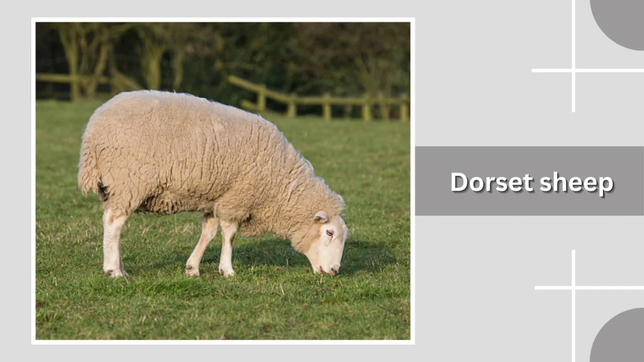 Dorset sheep