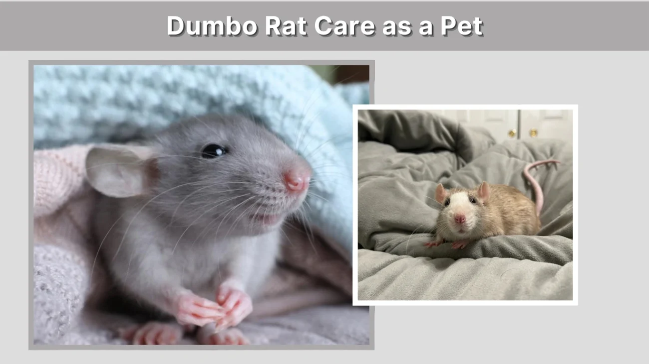 Dumbo Rat Care as a Pet