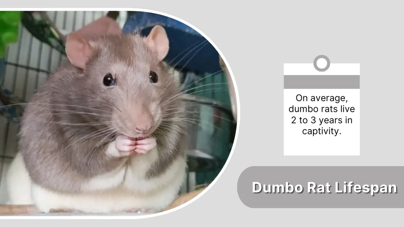 Dumbo Rat Lifespan