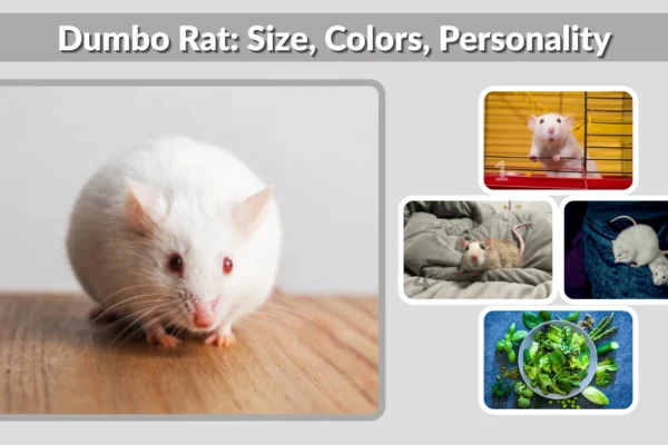 Dumbo Rat Size, Colors, Personality, and Pet Overview
