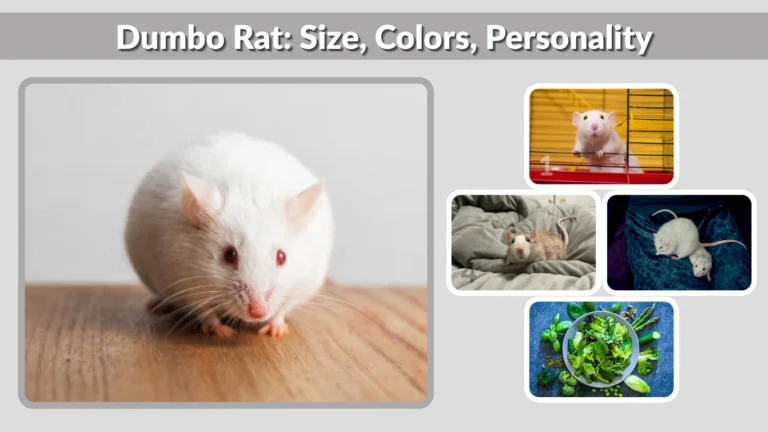 Dumbo Rat: Size, Colors, Personality, and Pet Overview