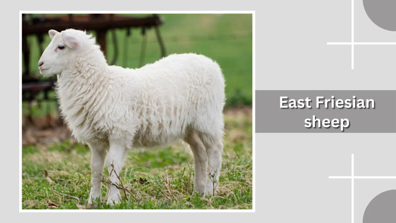 East Friesian sheep