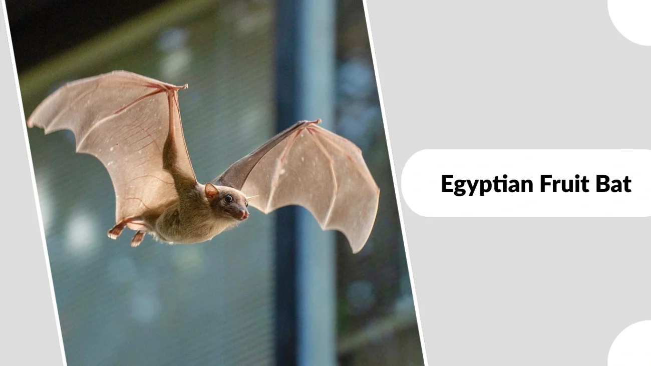 Egyptian Fruit Bat
