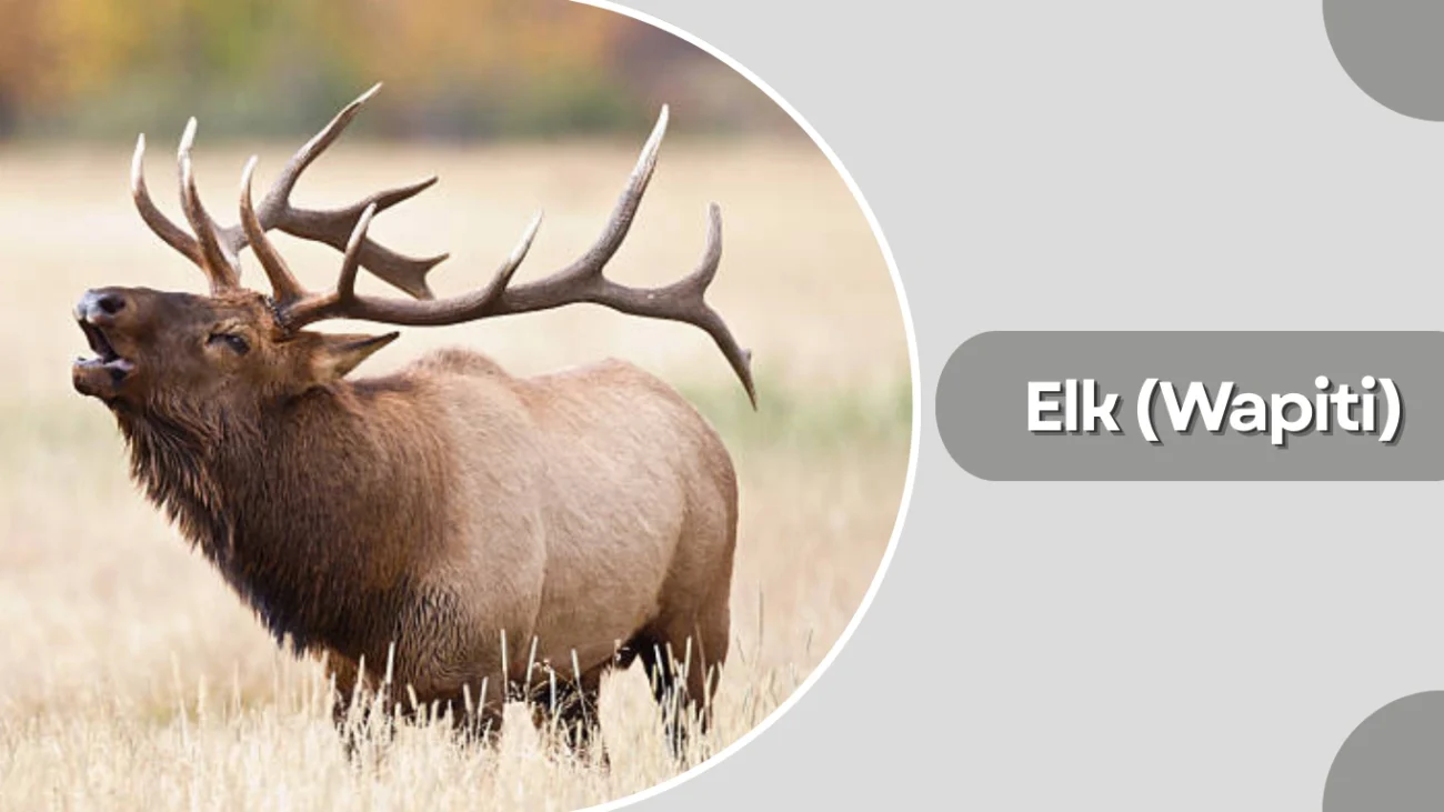 Elk (Wapiti)