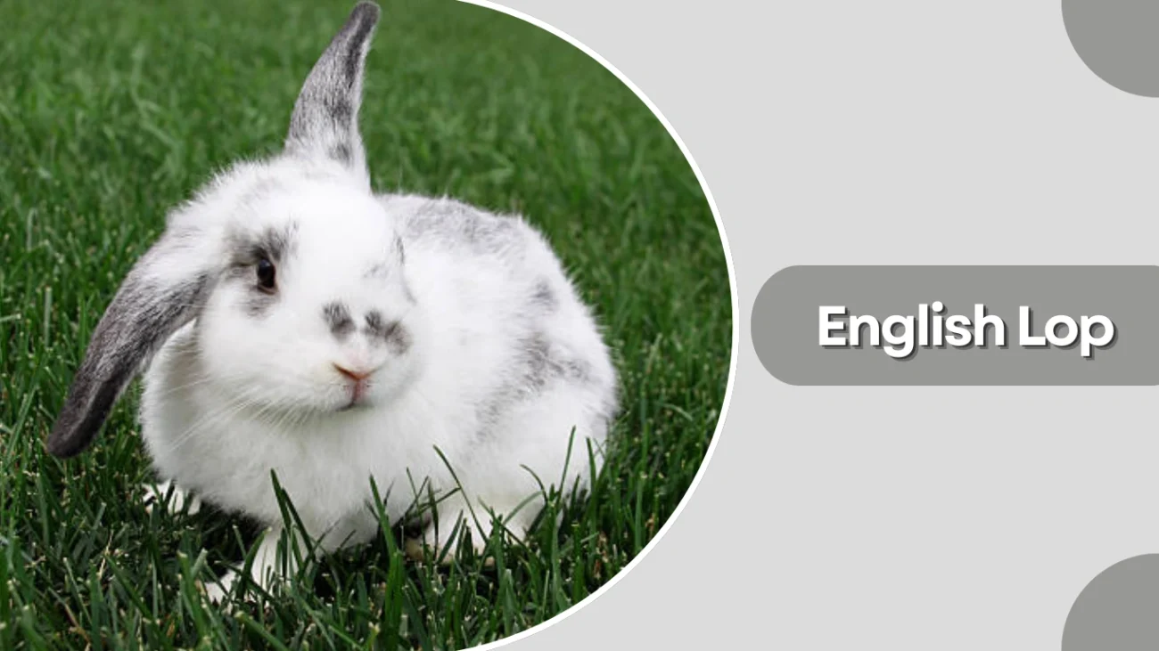 English Lop