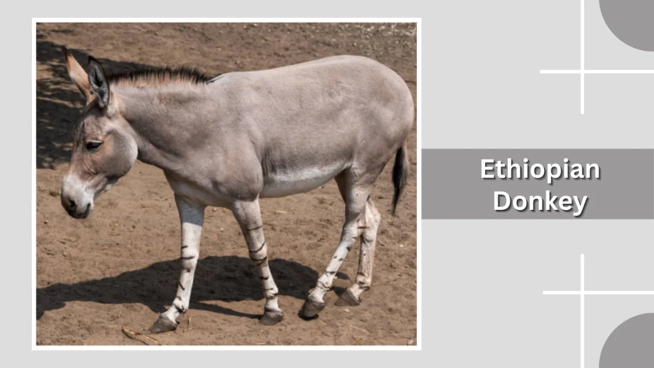 Ethiopian Donkey
