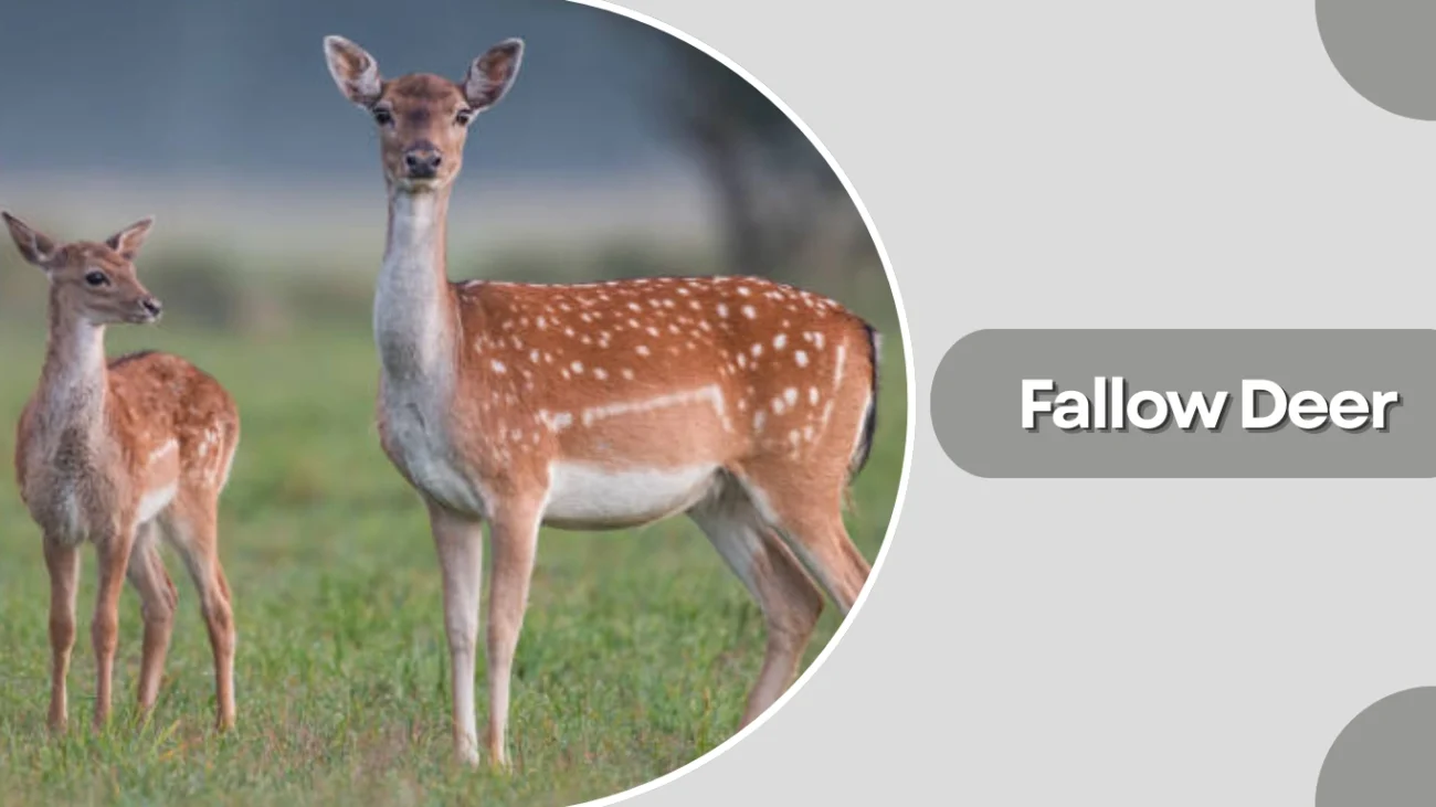 Fallow Deer
