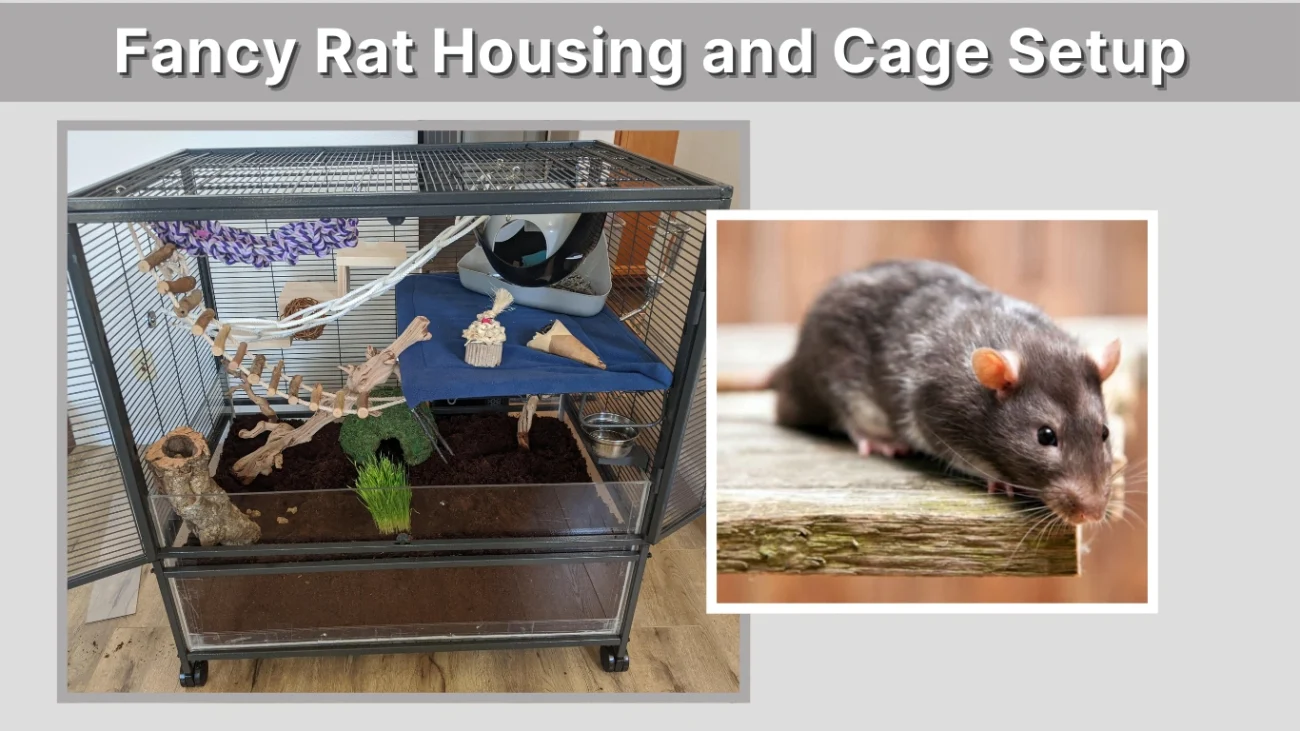 Fancy Rat Housing and Cage Setup
