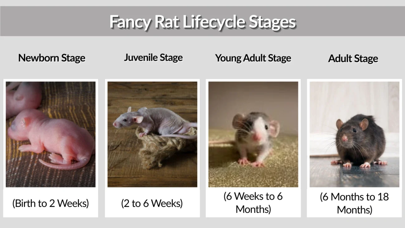 Fancy Rat Lifecycle Stages