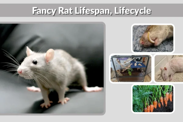 Fancy Rat Lifespan, Lifecycle, and Proper Care Guide
