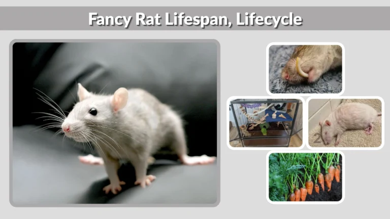 Fancy Rat Lifespan, Lifecycle, and Proper Care Guide