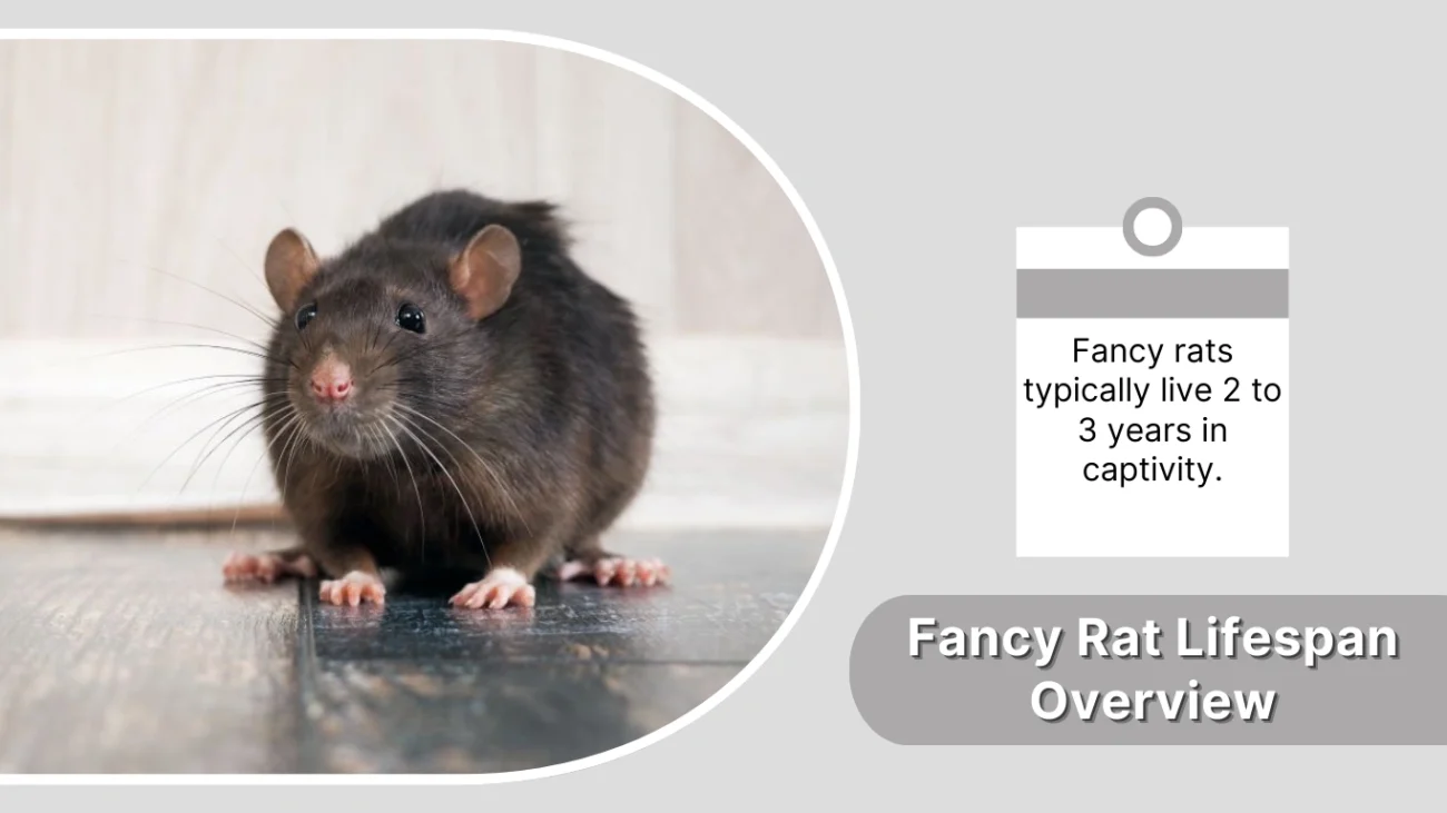 Fancy Rat Lifespan Overview
