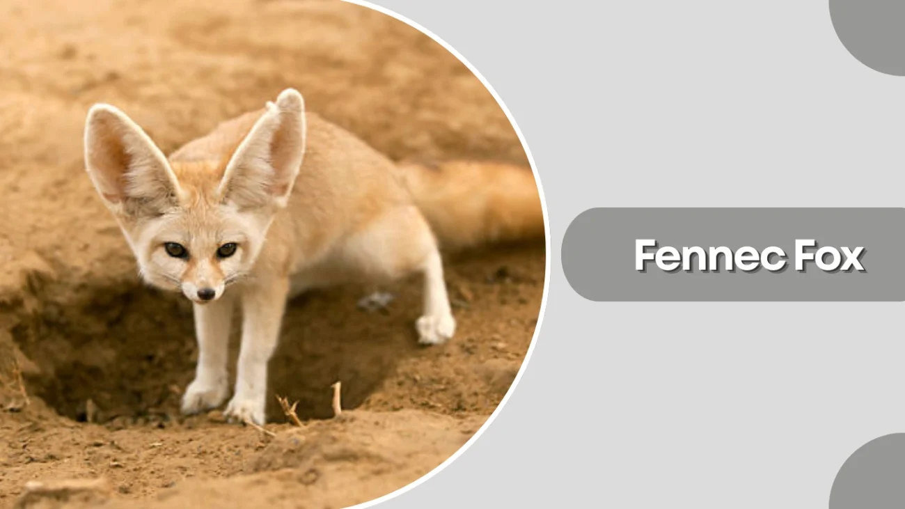 Fennec Fox
