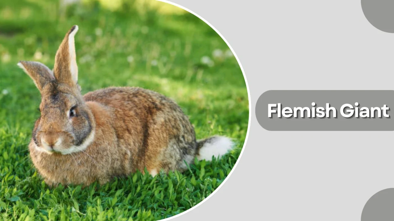 Flemish Giant