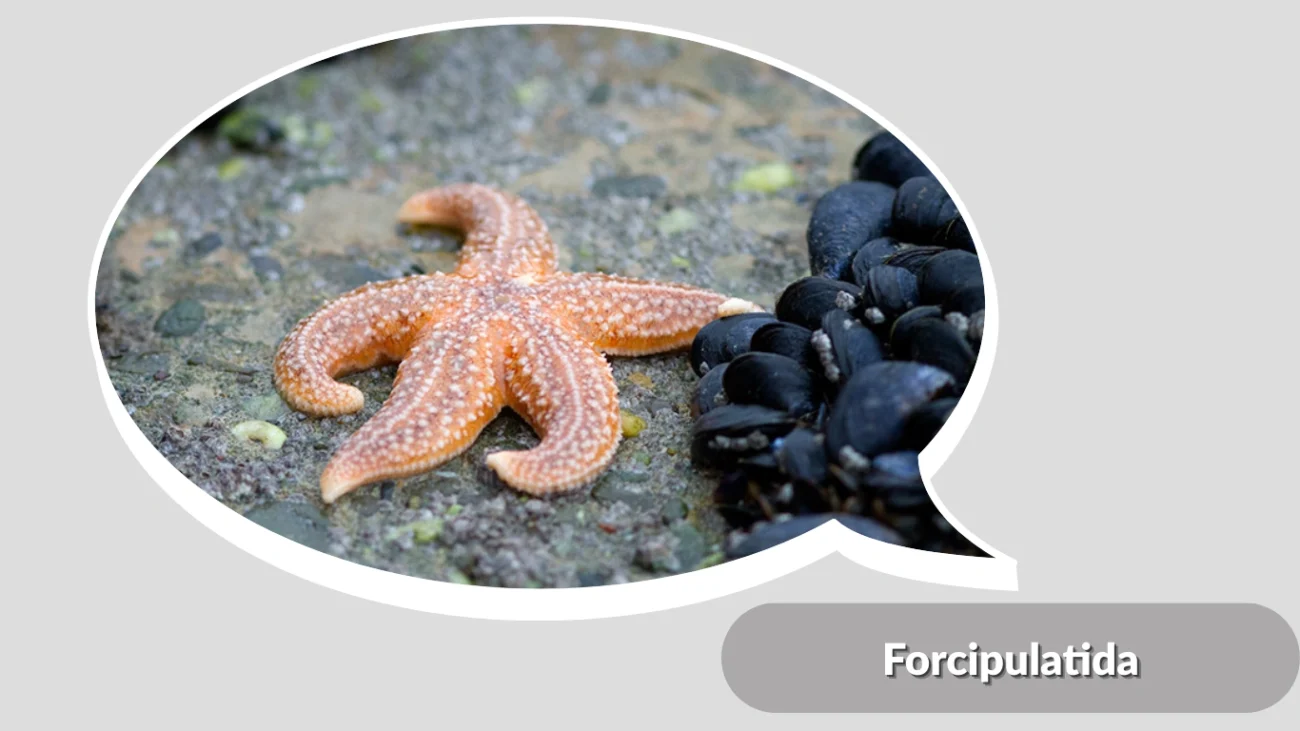 Forcipulatida
