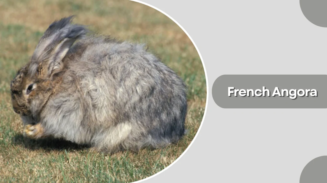 French Angora