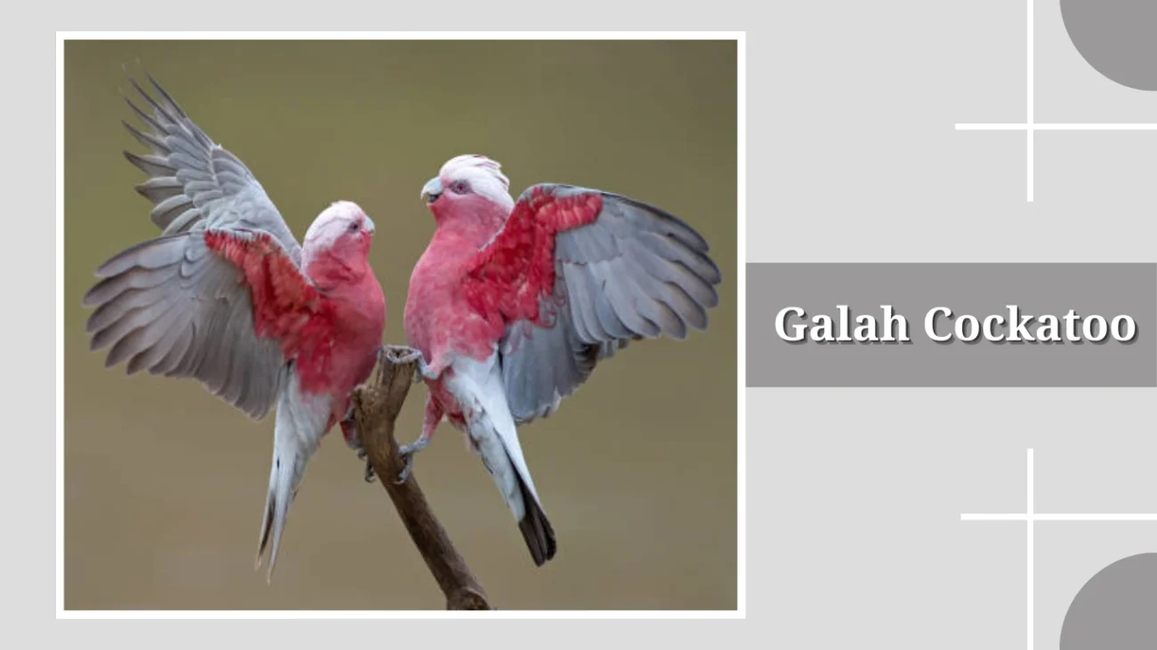 Galah Cockatoo