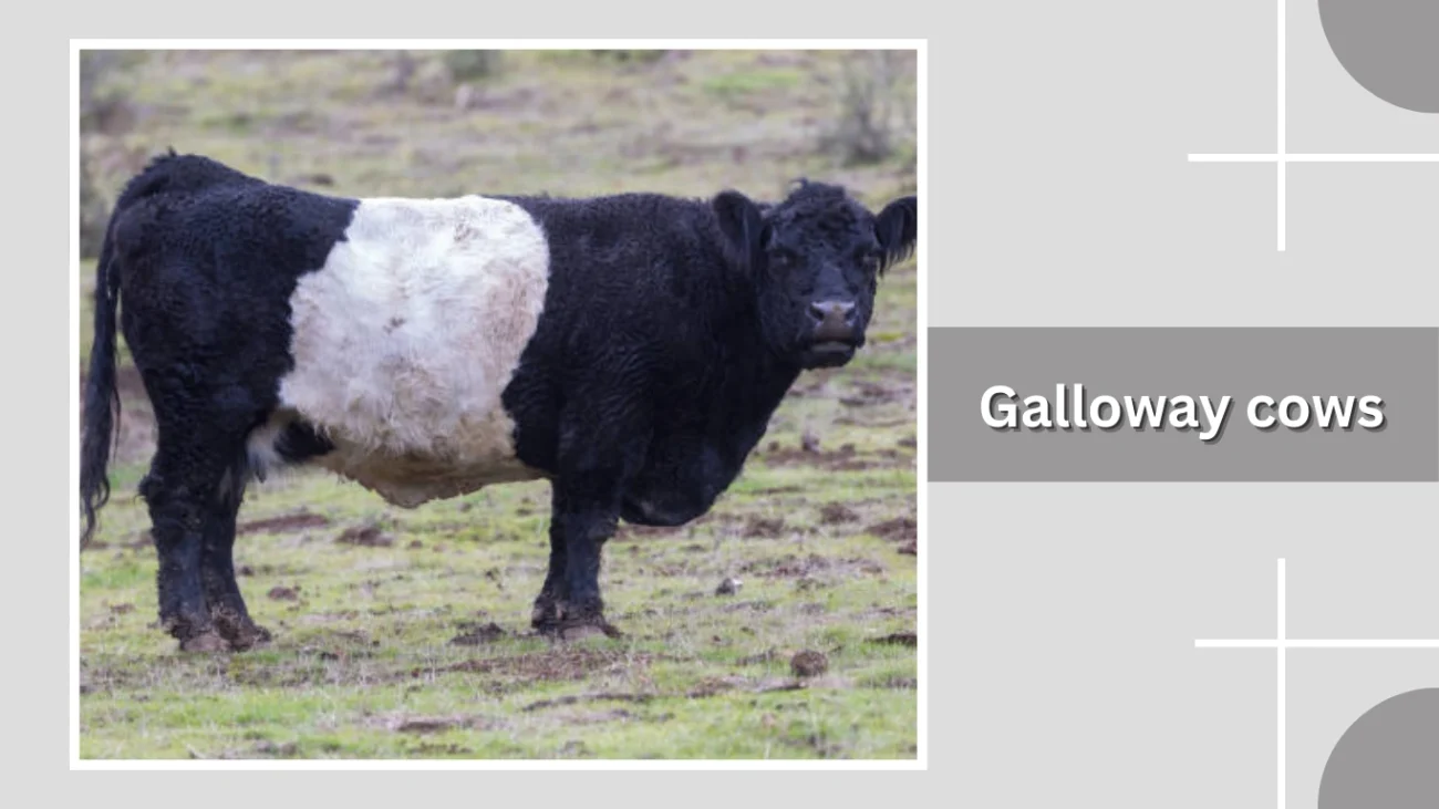 Galloway cows