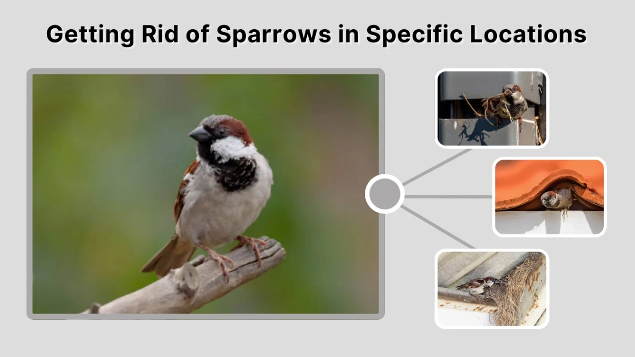 Getting Rid of Sparrows in Specific Locations