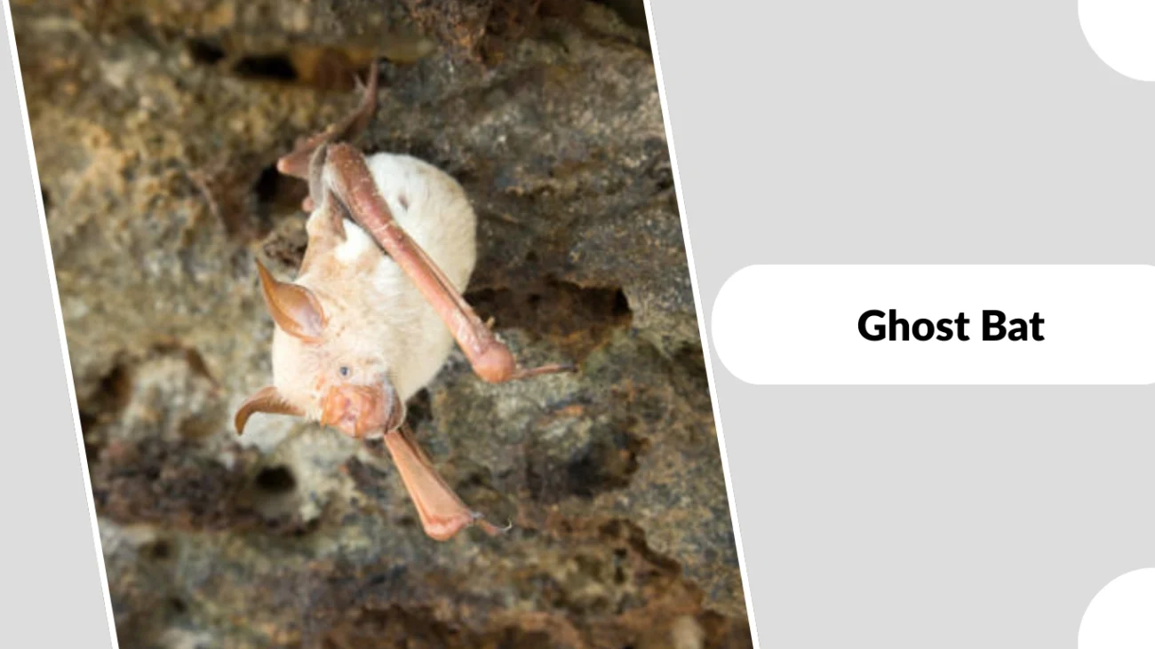 Ghost Bat