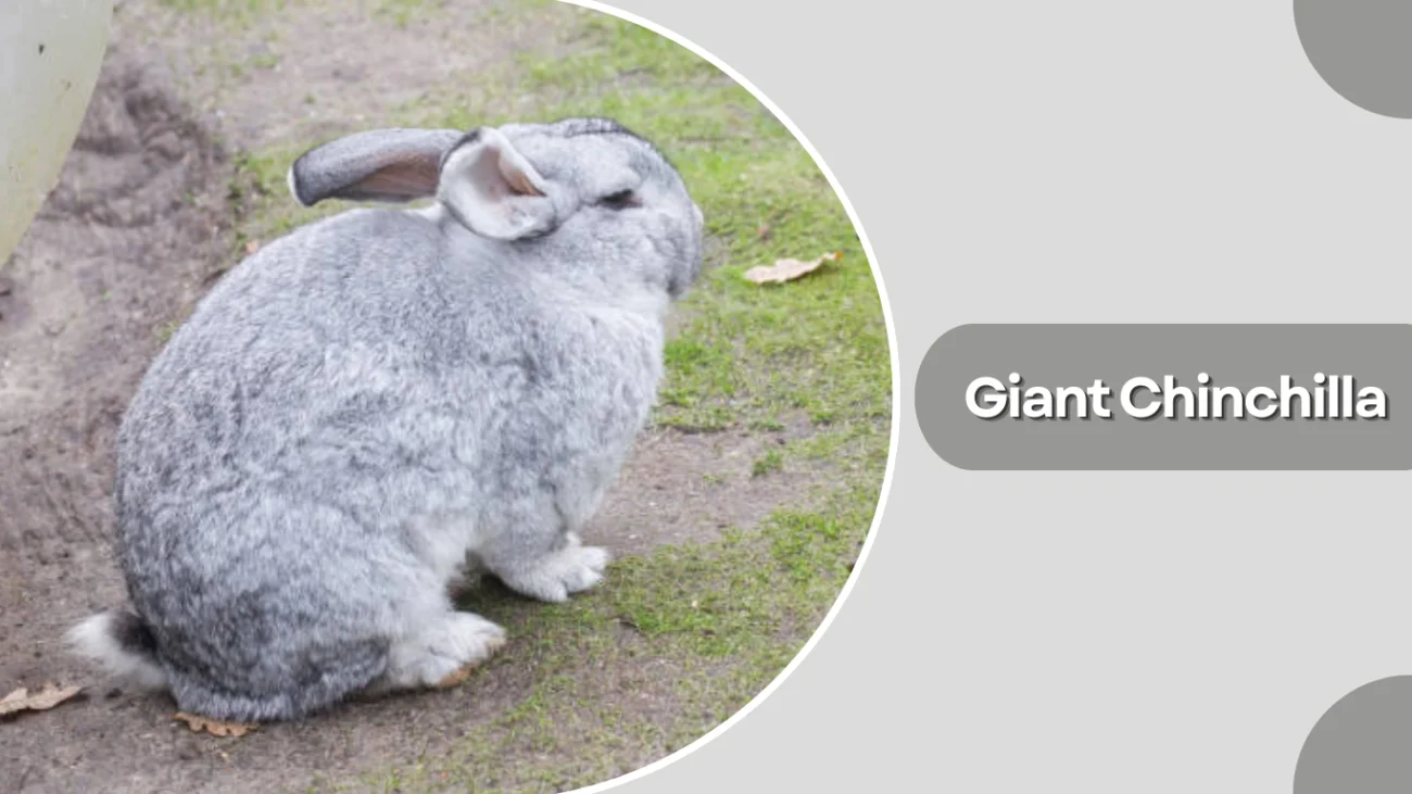 Giant Chinchilla