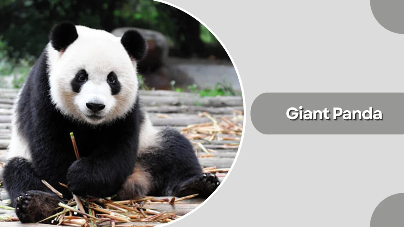 Giant Panda