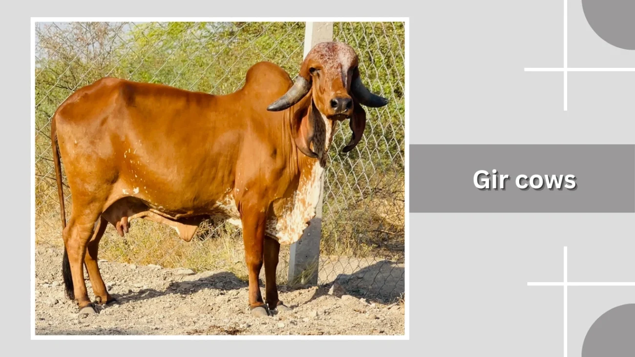 Gir cows