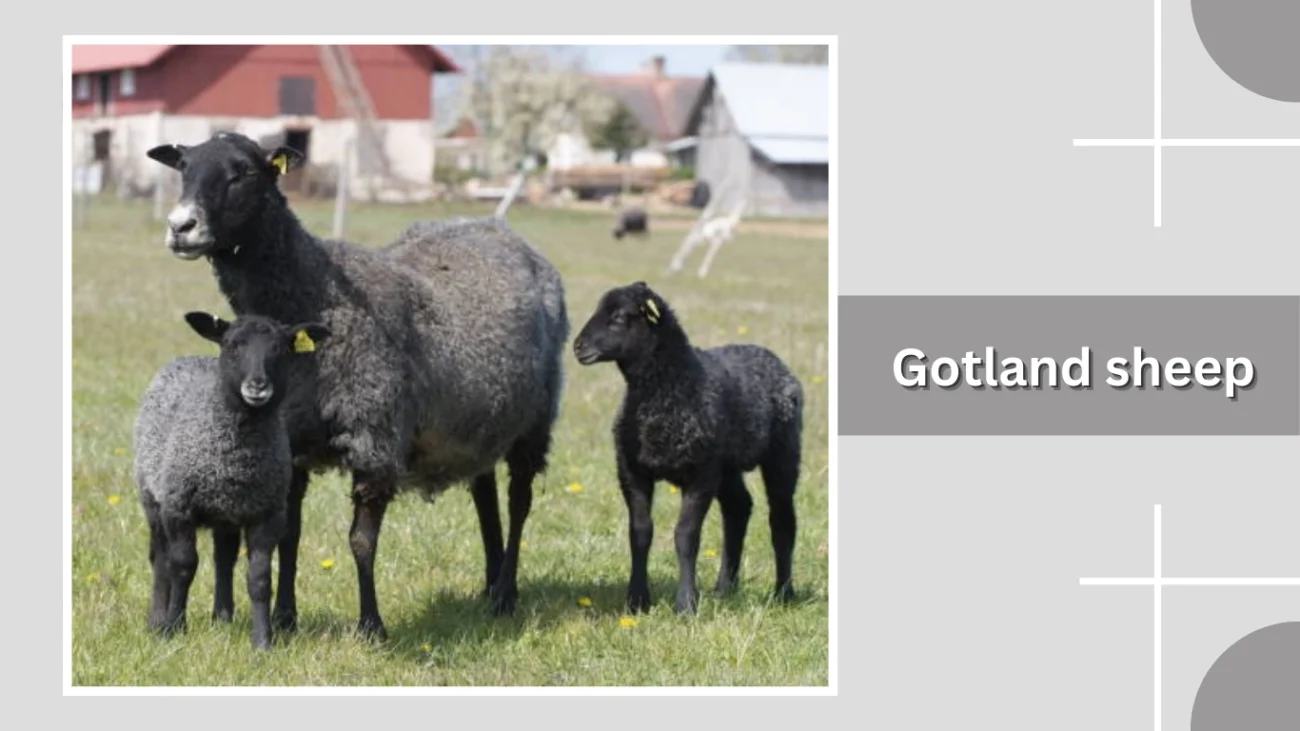 Gotland sheep