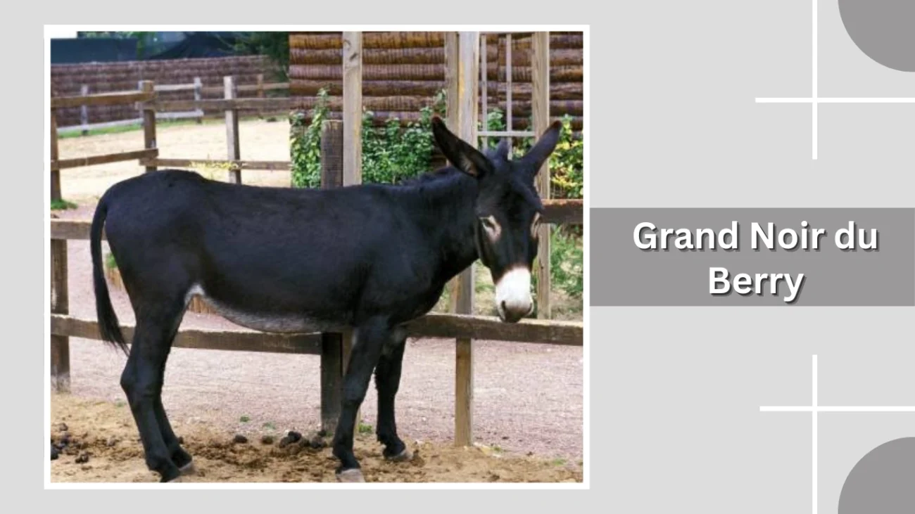 Grand Noir du Berry