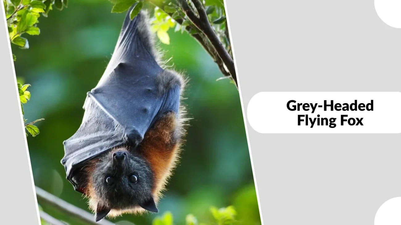 Grey-Headed Flying Fox