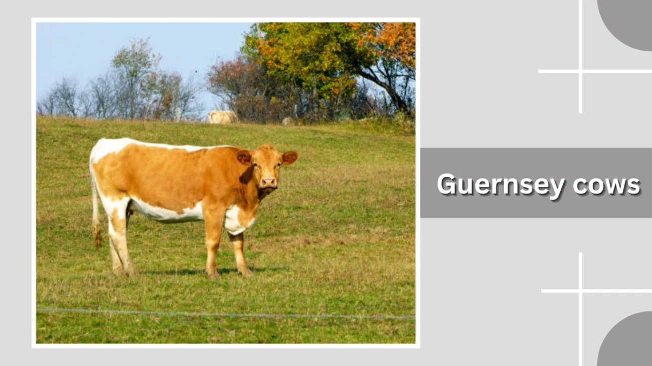 Guernsey cows