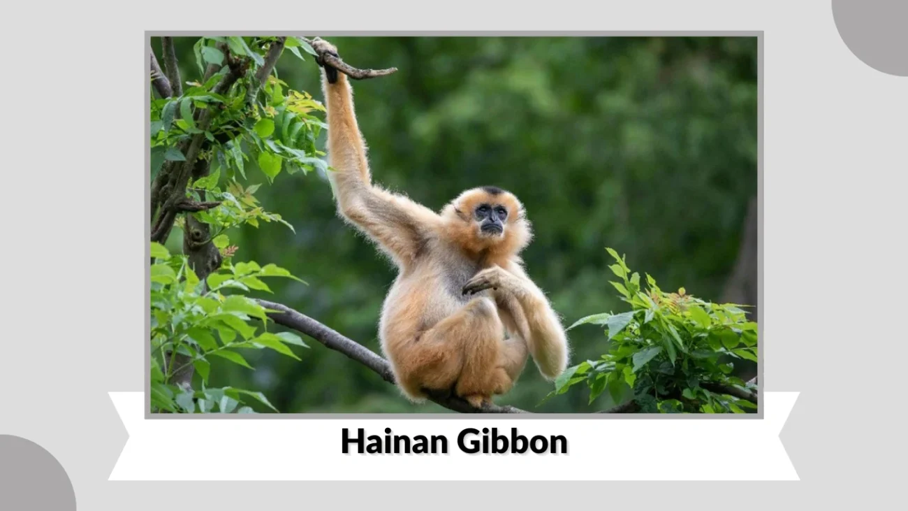 Hainan Gibbon