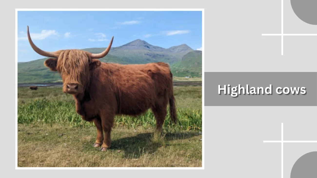 Highland cows