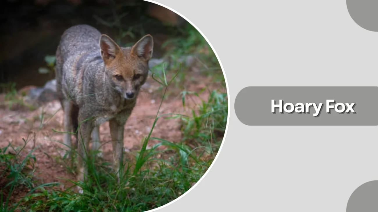 Hoary Fox