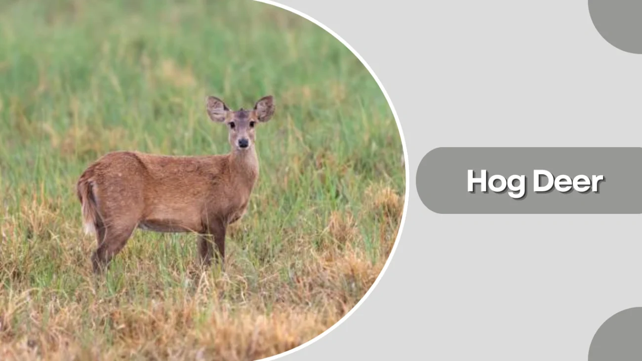 Hog Deer